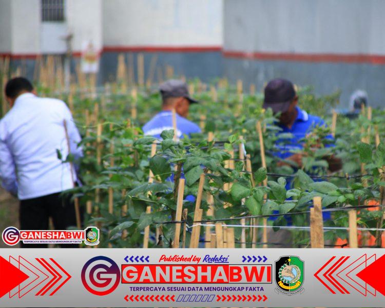 Lapas Banyuwangi Sulap Lahan Sempit Jadi Pertanian Produktif Dukung Ketahanan Pangan