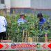 Lapas Banyuwangi Sulap Lahan Sempit Jadi Pertanian Produktif Dukung Ketahanan Pangan Lapas Banyuwangi Sulap Lahan Sempit Jadi Pertanian Produktif Dukung Ketahanan Pangan