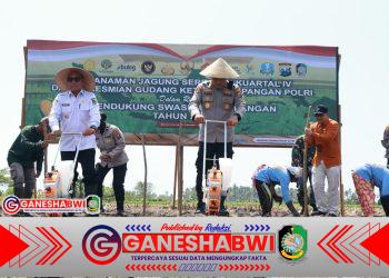 Produksi Capai 199 Ribu Ton, Banyuwangi Gencarkan Tanam Jagung Dukung Swasembada Pangan Nasional