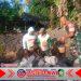 Babinsa Purwoharjo Ajak Warga Gotong Royong Bangun Drainase untuk Cegah Genangan Air
