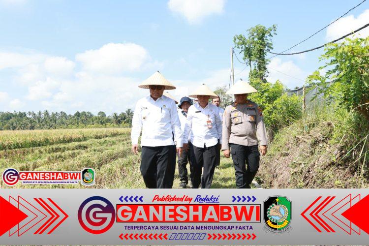 Dukung Swasembada Pangan Presiden, Pemkab Banyuwangi dan Pupuk Kaltim Panen Demplot Padi Dukung Swasembada Pangan Presiden, Pemkab Banyuwangi dan Pupuk Kaltim Panen Demplot Padi