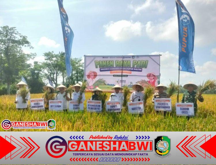 Danramil 0825/19 Sempu Dukung Ketahanan Pangan Lewat Panen Raya Padi Program Agrosolution Pupuk Kaltim Danramil 0825/19 Sempu Dukung Ketahanan Pangan Lewat Panen Raya Padi Program Agrosolution Pupuk Kaltim