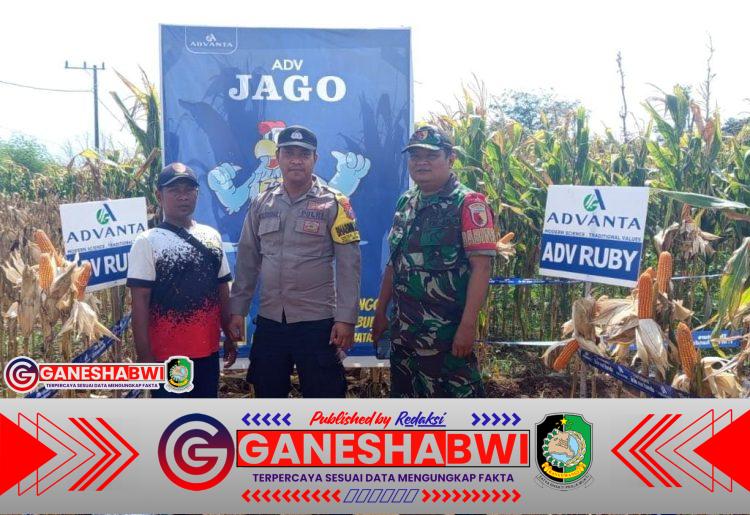 Babinsa Koramil Wongsorejo Dampingi Petani Sidowangi dalam Sosialisasi Bibit Jagung Unggul