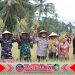 Banyuwangi Perkuat Ketahanan Pangan Lewat Panen Padi dan Penanaman Jagung Kuartal IV 2025