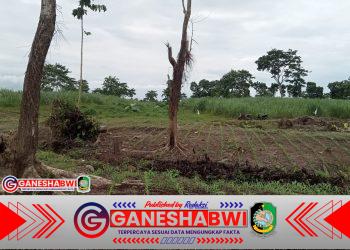 Mandor Besar Diduga Lakukan Pungli ke Petani di Perkebunan Kalikempit Afd. Kaliringin: Petani Mengeluh Diperas Setiap Panen Mandor Besar Diduga Lakukan Pungli ke Petani di Perkebunan Kalikempit Afd. Kaliringin: Petani Mengeluh Diperas Setiap Panen
