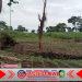 Mandor Besar Diduga Lakukan Pungli ke Petani di Perkebunan Kalikempit Afd. Kaliringin: Petani Mengeluh Diperas Setiap Panen