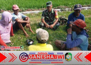 Babinsa Singojuruh Dampingi Petani, Dorong Ketahanan Pangan dan Sinergi TNI-Rakyat