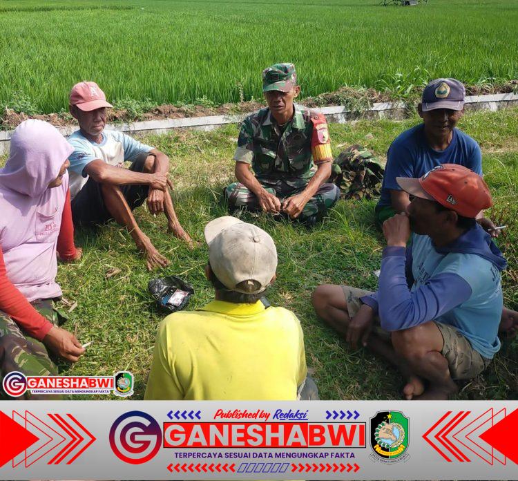Babinsa Singojuruh Dampingi Petani, Dorong Ketahanan Pangan dan Sinergi TNI-Rakyat Babinsa Singojuruh Dampingi Petani, Dorong Ketahanan Pangan dan Sinergi TNI-Rakyat