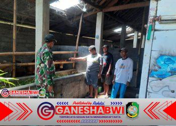 Babinsa Cantuk Koramil 0825-13/Singojuruh Lakukan Komsos di Peternakan Sapi