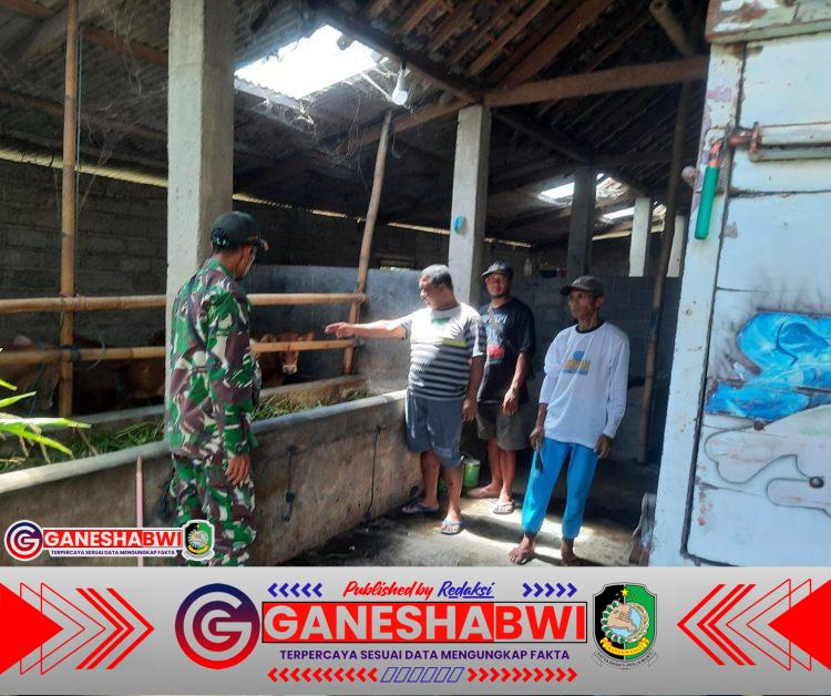 Babinsa Cantuk Koramil 0825-13/Singojuruh Lakukan Komsos di Peternakan Sapi