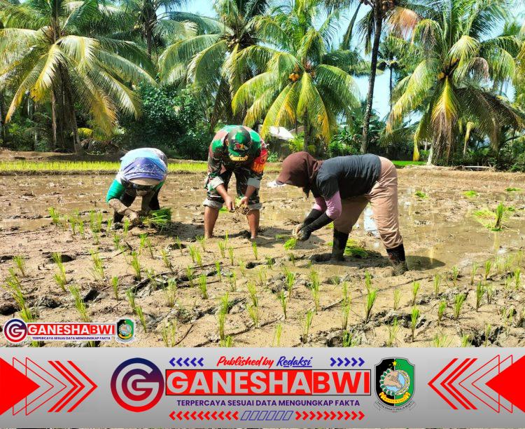 Babinsa Desa Kandangan Dampingi Petani, Dorong Ketahanan Pangan Lewat Penanaman Padi Babinsa Desa Kandangan Dampingi Petani, Dorong Ketahanan Pangan Lewat Penanaman Padi