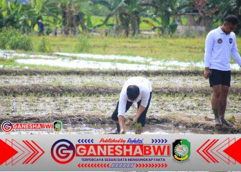 Lapas Banyuwangi Tanam Benih Padi Unggul di Lahan SAE Pakis, Dorong Kemandirian Warga Binaan dan Ketahanan Pangan Nasional
