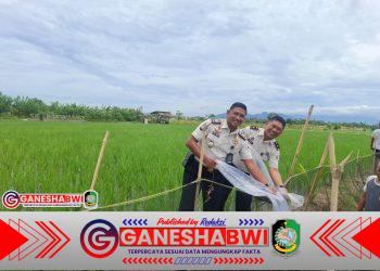 Optimalisasi Lahan SAE, Lapas Banyuwangi Tebar Ribuan Benih Nila Dorong Kemandirian Warga Binaan dan Ketahanan Pangan Optimalisasi Lahan SAE, Lapas Banyuwangi Tebar Ribuan Benih Nila Dorong Kemandirian Warga Binaan dan Ketahanan Pangan