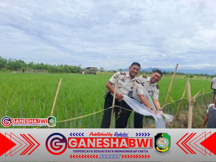 Optimalisasi Lahan SAE, Lapas Banyuwangi Tebar Ribuan Benih Nila Dorong Kemandirian Warga Binaan dan Ketahanan Pangan Optimalisasi Lahan SAE, Lapas Banyuwangi Tebar Ribuan Benih Nila Dorong Kemandirian Warga Binaan dan Ketahanan Pangan