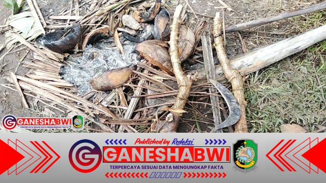 Warga Kembiritan Resah, Santri Ponpes Bustanul Falah Diduga Berulang Kali Rusak dan Ambil Tanaman Milik Masyarakat