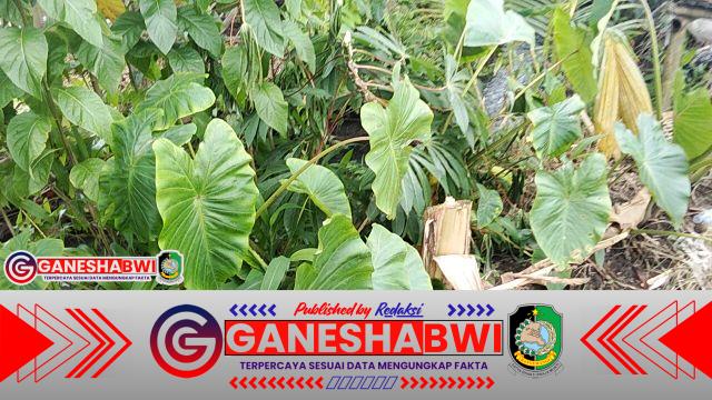 Warga Kembiritan Resah, Santri Ponpes Bustanul Falah Diduga Berulang Kali Rusak dan Ambil Tanaman Milik Masyarakat