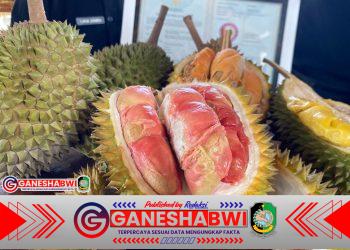 Durian Merah Banyuwangi Resmi Berstatus Indikasi Geografis, Pertama di Indonesia