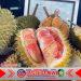 Durian Merah Banyuwangi Resmi Berstatus Indikasi Geografis, Pertama di Indonesia