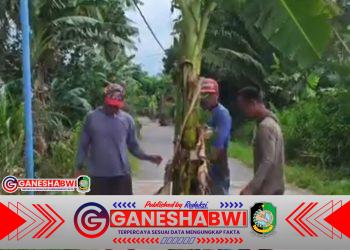 Warga Tanam Pisang di Jalan Rusak, Pertanyakan Kontribusi Tambang Emas Tumpang Pitu bagi Infrastruktur Banyuwangi