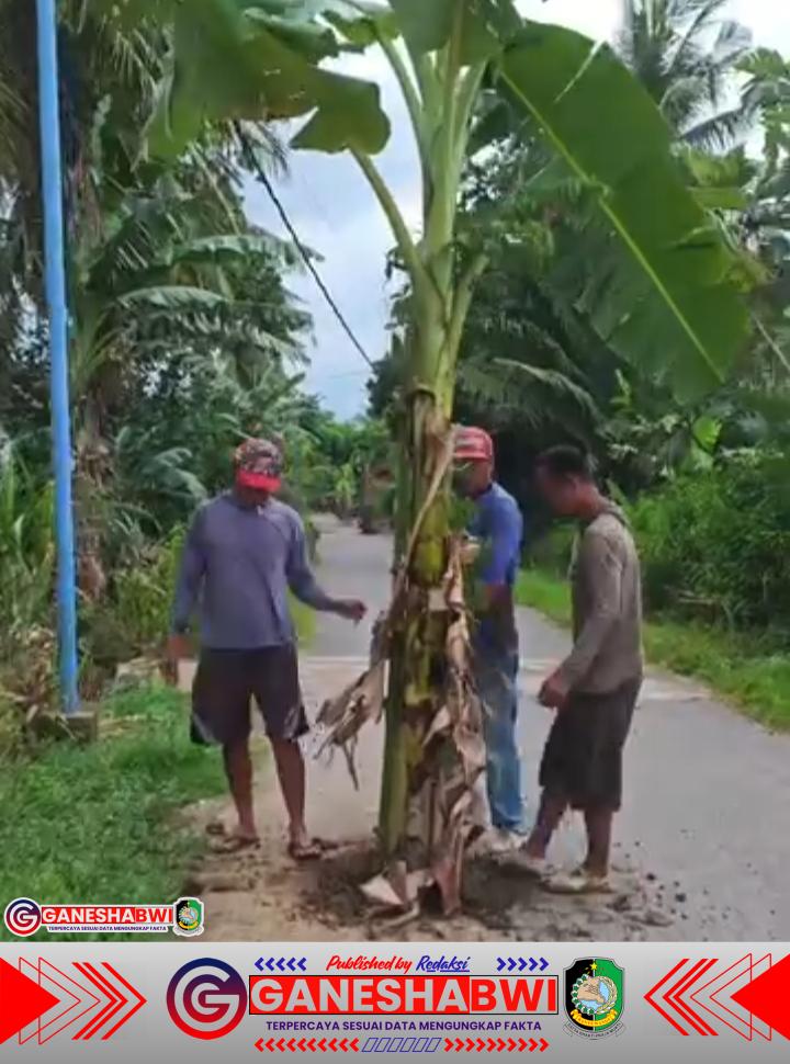 Warga Tanam Pisang di Jalan Rusak, Pertanyakan Kontribusi Tambang Emas Tumpang Pitu bagi Infrastruktur Banyuwangi Warga Tanam Pisang di Jalan Rusak, Pertanyakan Kontribusi Tambang Emas Tumpang Pitu bagi Infrastruktur Banyuwangi