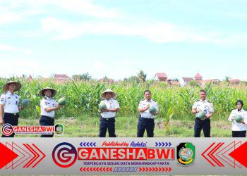 SAE Paswangi Lapas Banyuwangi Panen Semangka Jilid Dua, Perkuat Pembinaan Kemandirian dan Ketahanan Pangan