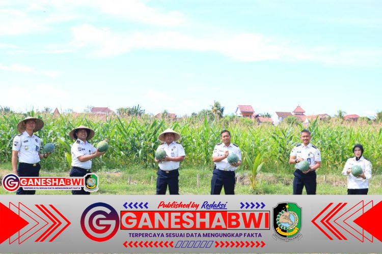 SAE Paswangi Lapas Banyuwangi Panen Semangka Jilid Dua, Perkuat Pembinaan Kemandirian dan Ketahanan Pangan SAE Paswangi Lapas Banyuwangi Panen Semangka Jilid Dua, Perkuat Pembinaan Kemandirian dan Ketahanan Pangan