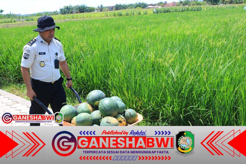 SAE Paswangi Lapas Banyuwangi Panen Semangka Jilid Dua, Perkuat Pembinaan Kemandirian dan Ketahanan Pangan
