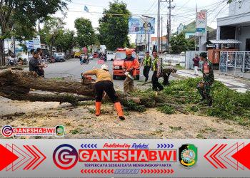 Babinsa Gitik Sigap Evakuasi Pohon Tumbang di Rogojampi, Lalu Lintas Kembali Normal Babinsa Gitik Sigap Evakuasi Pohon Tumbang di Rogojampi, Lalu Lintas Kembali Normal