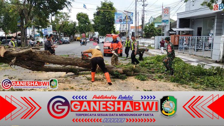 Babinsa Gitik Sigap Evakuasi Pohon Tumbang di Rogojampi, Lalu Lintas Kembali Normal