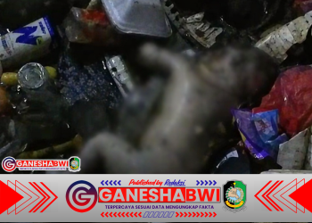Tragis dan Mencoreng Kemanusiaan: Bayi Ditemukan Meninggal di Aliran Sungai Penuh Sampah di Banyuwangi, Diduga Korban Pembuangan Ilegal Tragis dan Mencoreng Kemanusiaan: Bayi Ditemukan Meninggal di Aliran Sungai Penuh Sampah di Banyuwangi, Diduga Korban Pembuangan Ilegal