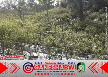 Diduga Lahan Sempadan Saluran Irigasi Disewakan Jutaan Rupiah per Tahun, Dugaan Pungli Seret Oknum Pemdes dan Oknum Mandor Kebun di Glenmore Banyuwangi