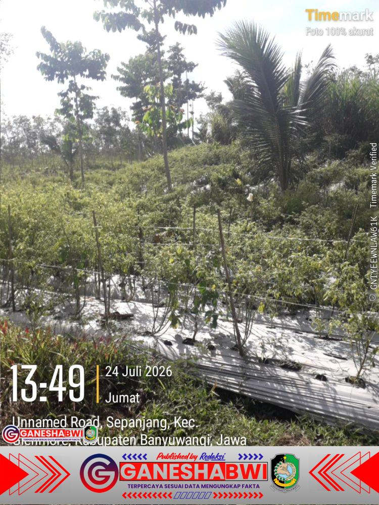 Diduga Lahan Sempadan Saluran Irigasi Disewakan Jutaan Rupiah per Tahun, Dugaan Pungli Seret Oknum Pemdes dan Oknum Mandor Kebun di Glenmore Banyuwangi Diduga Lahan Sempadan Saluran Irigasi Disewakan Jutaan Rupiah per Tahun, Dugaan Pungli Seret Oknum Pemdes dan Oknum Mandor Kebun di Glenmore Banyuwangi